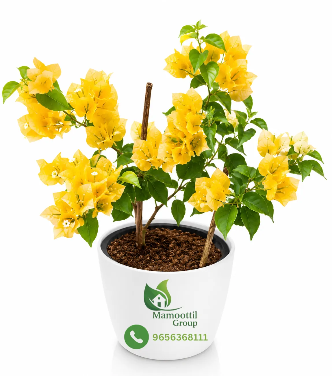 Golden Glow Profile